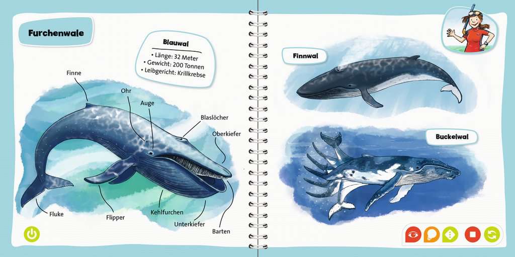 tiptoi® Wale und Delfine (Pocket Wissen)